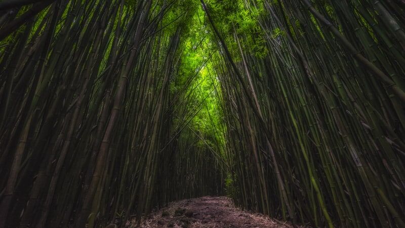 Bamboo Forest in Maui is beautiful