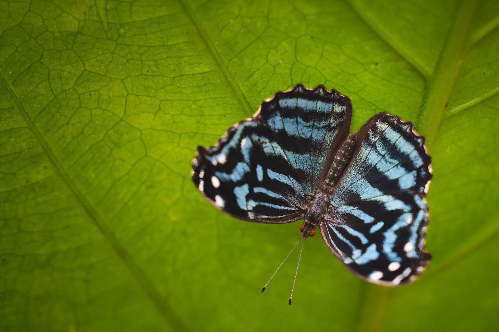Butterfly farm in San Ignacio Belize