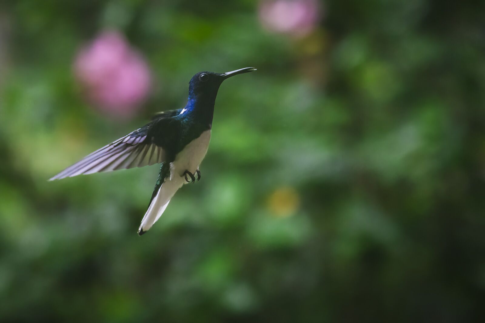 belize itinerary hummingbird
