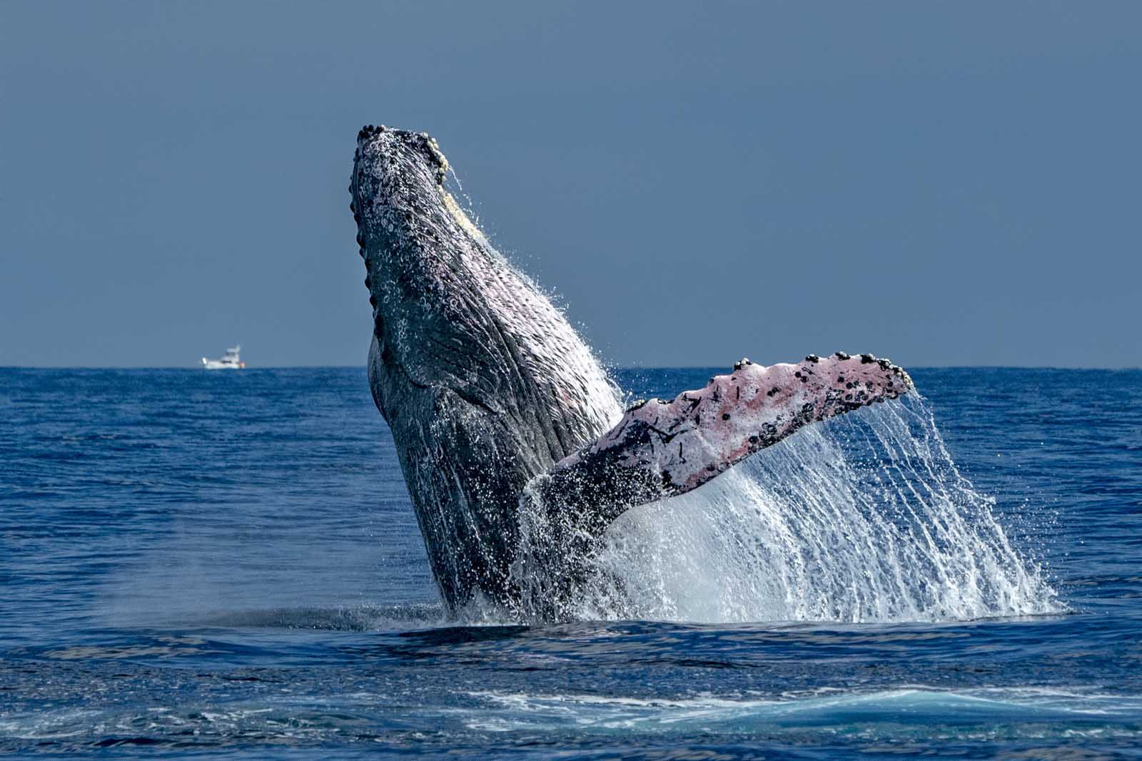 best day trips from san diego whale watching