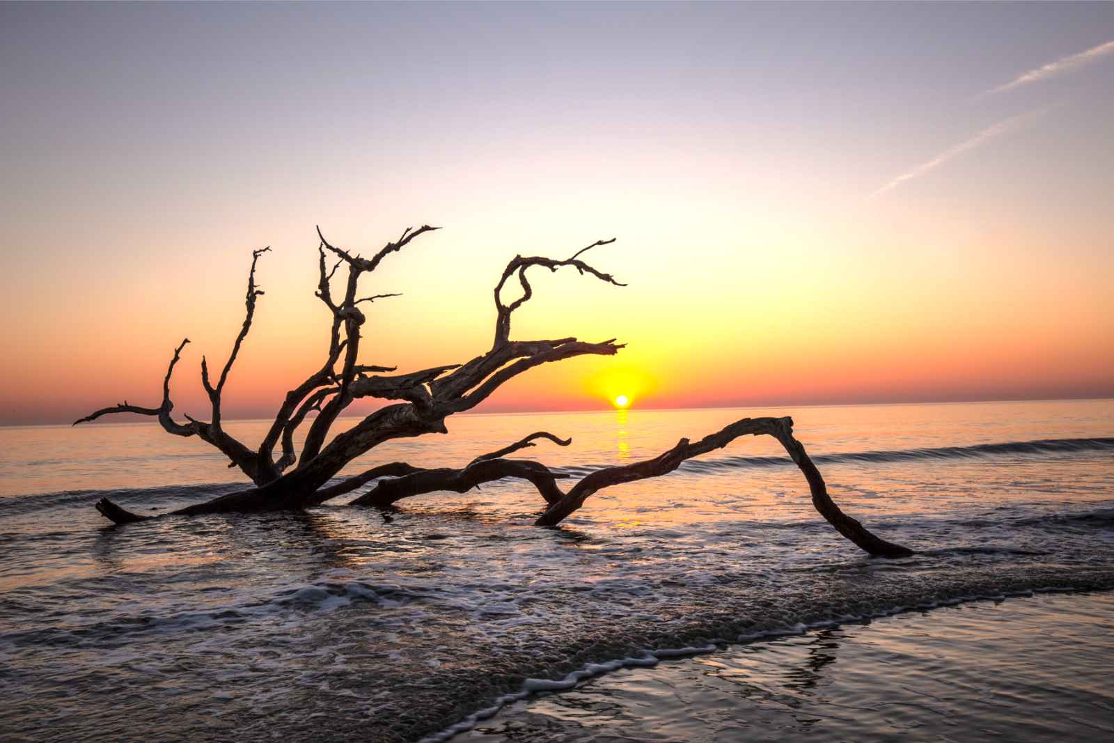 Best Places to Visit in March USA Golden Isles GA Driftwood Beach Jekyll Island