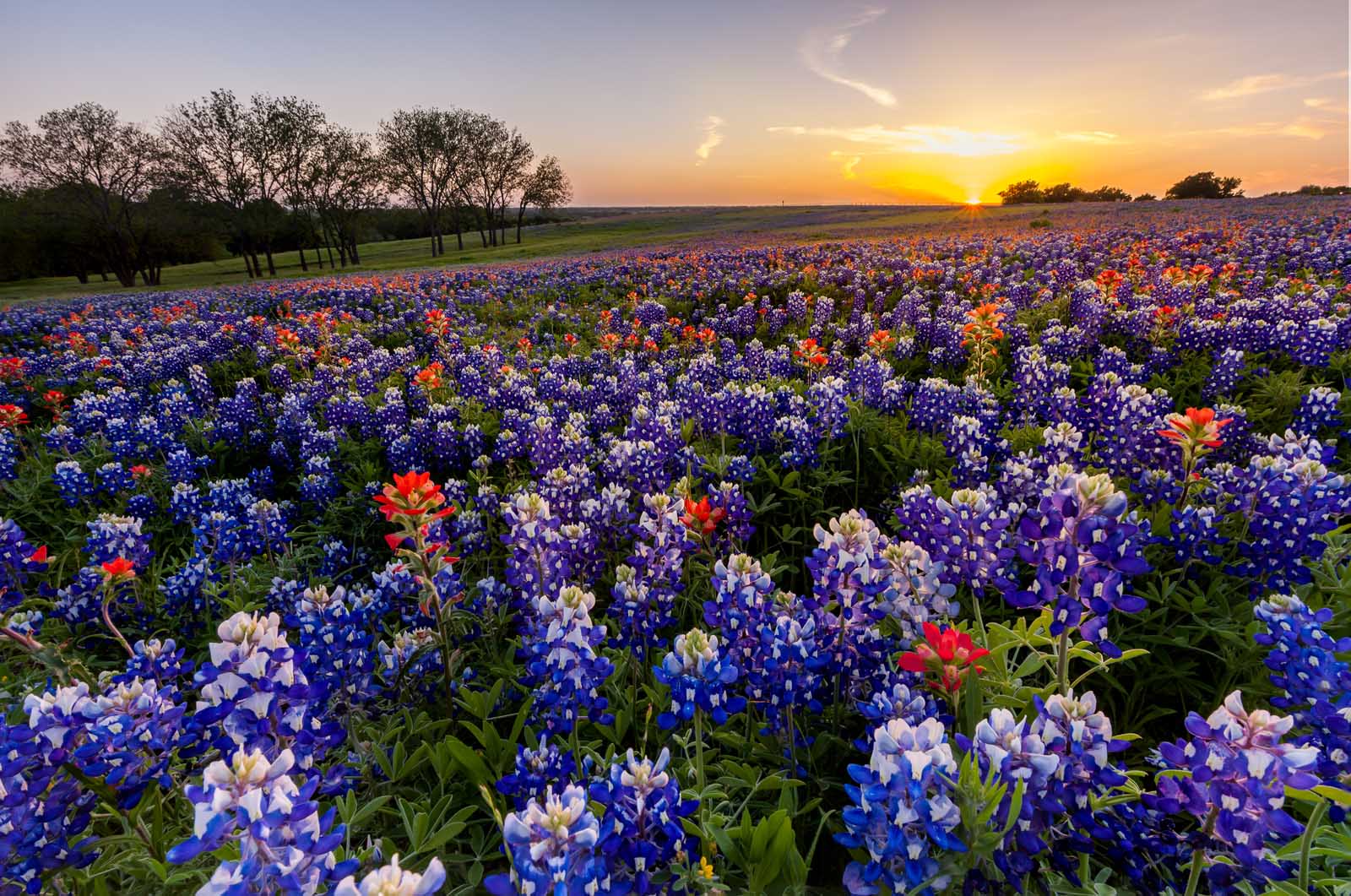 Best Places To visit in the USA in April Ennis Texas