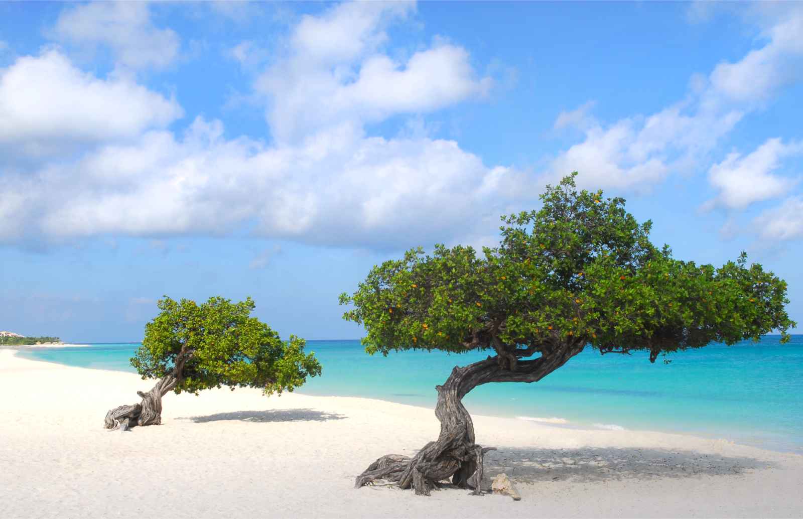 Best Things To Do in Aruba Eagle Beach Divi Divi Tree