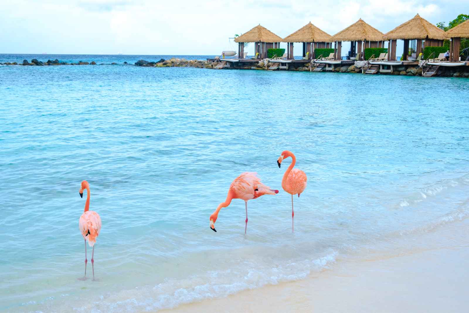 Best Things To Do in Aruba Renaissance Island
