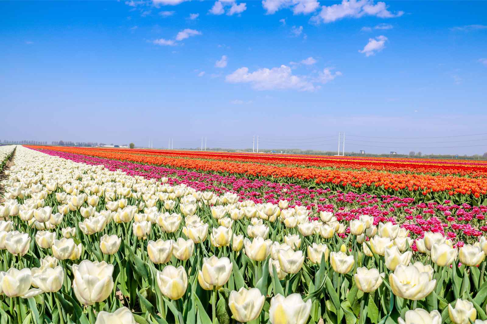 Best Things to do in Amsterdam Tulip Fields
