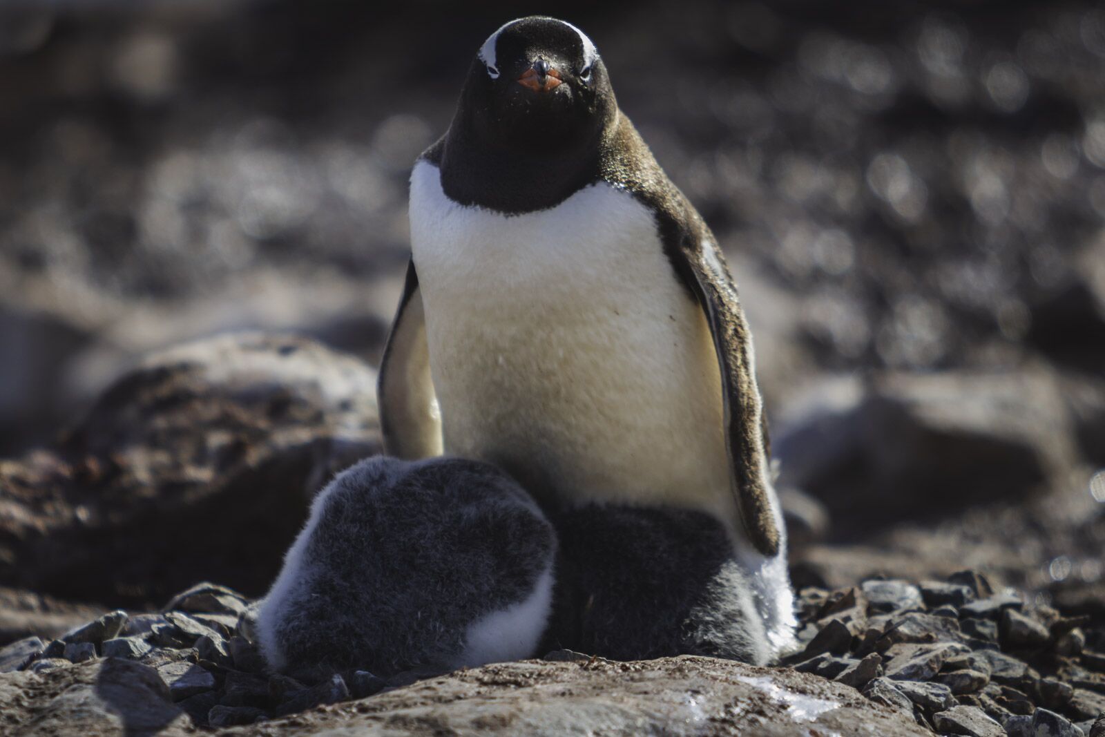 Things to do in Antarctica Penguin colonies
