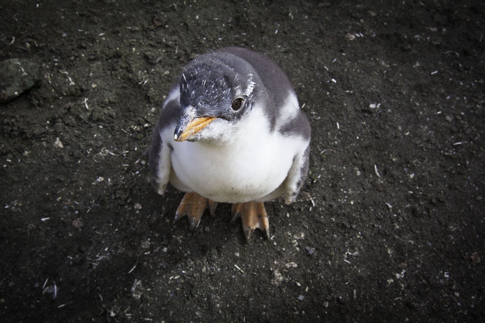 what to do in antarctica penguin