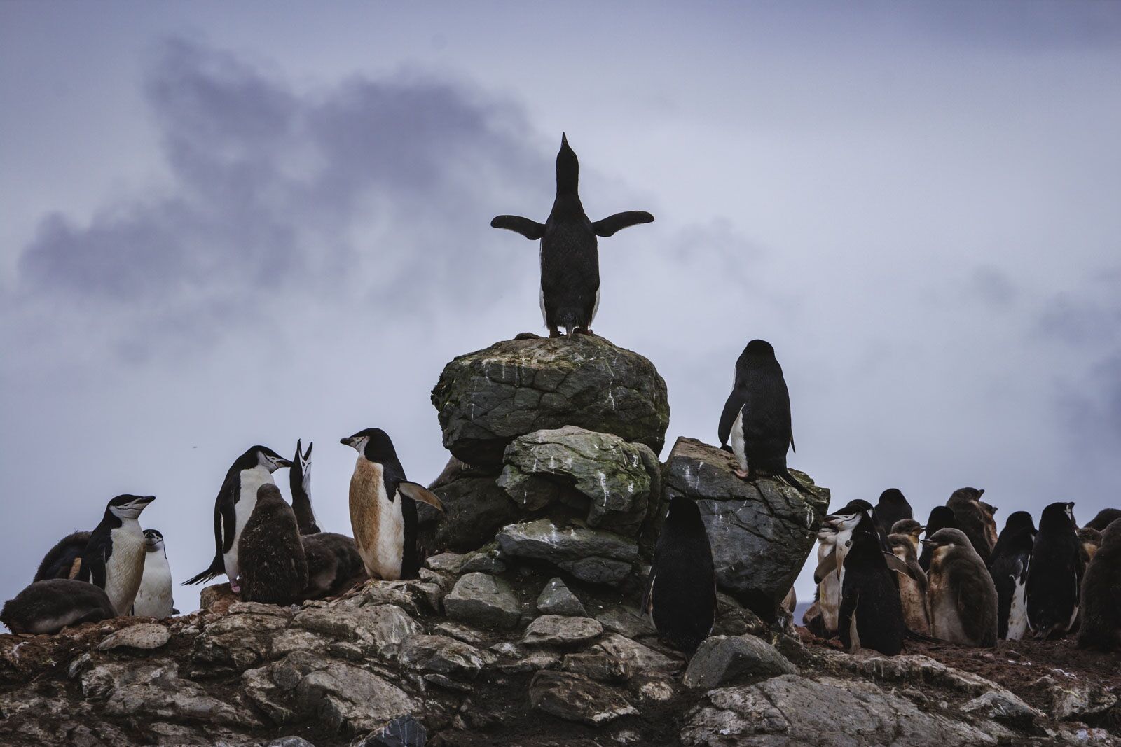 Best Things to din Antarctica Penguin Viewing