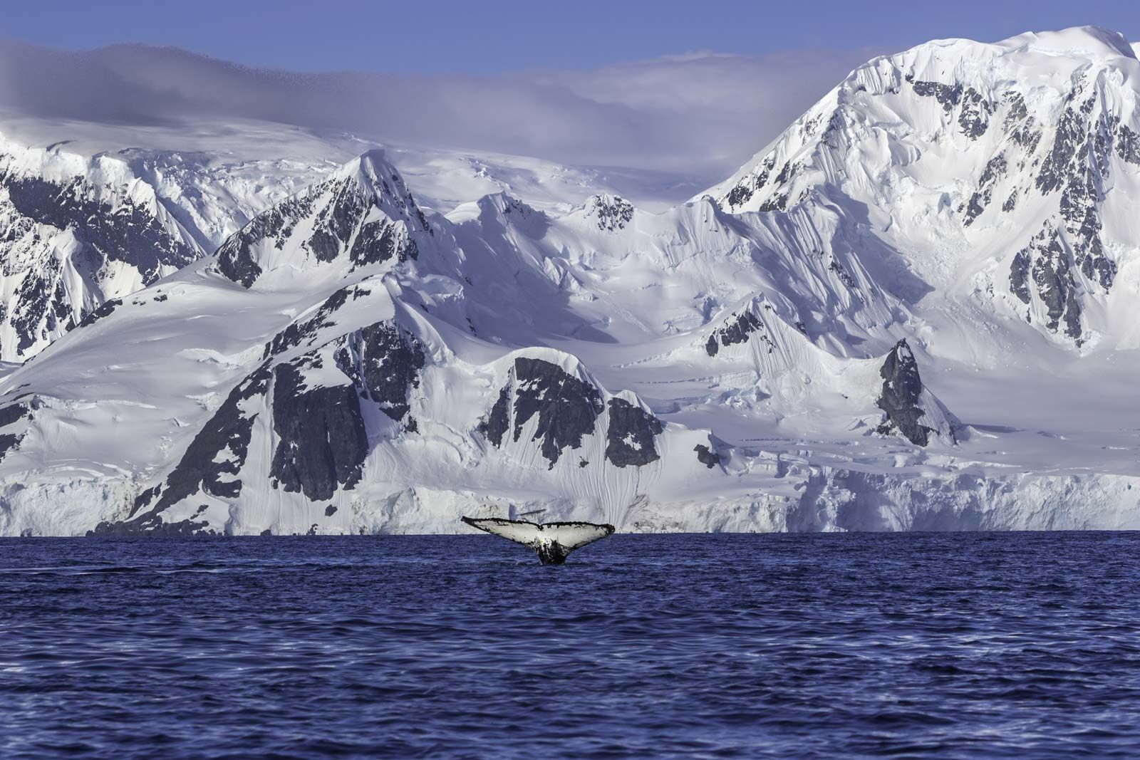 Things to do in Antarctica Whale Watching