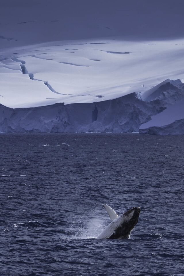 Whale Watching in Antarctica