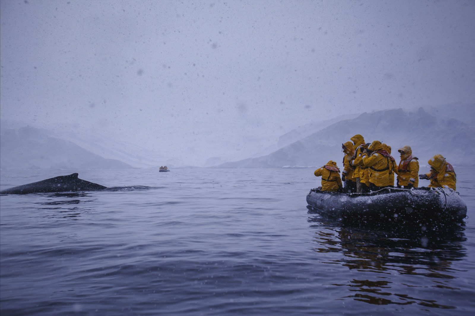Best things to do in Antarctica Zodiac Whales