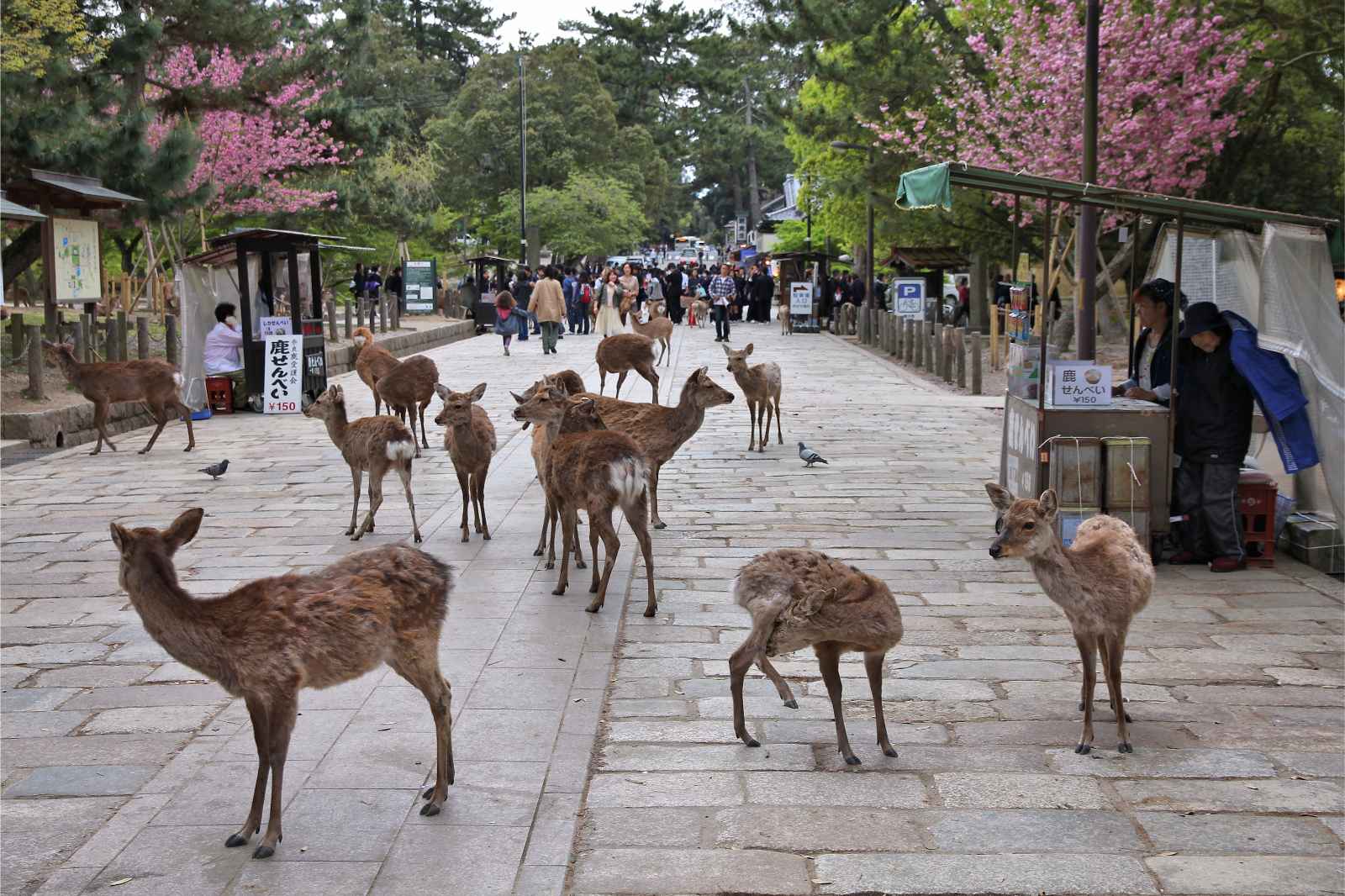 Best Things to do in Osaka Deer Nara