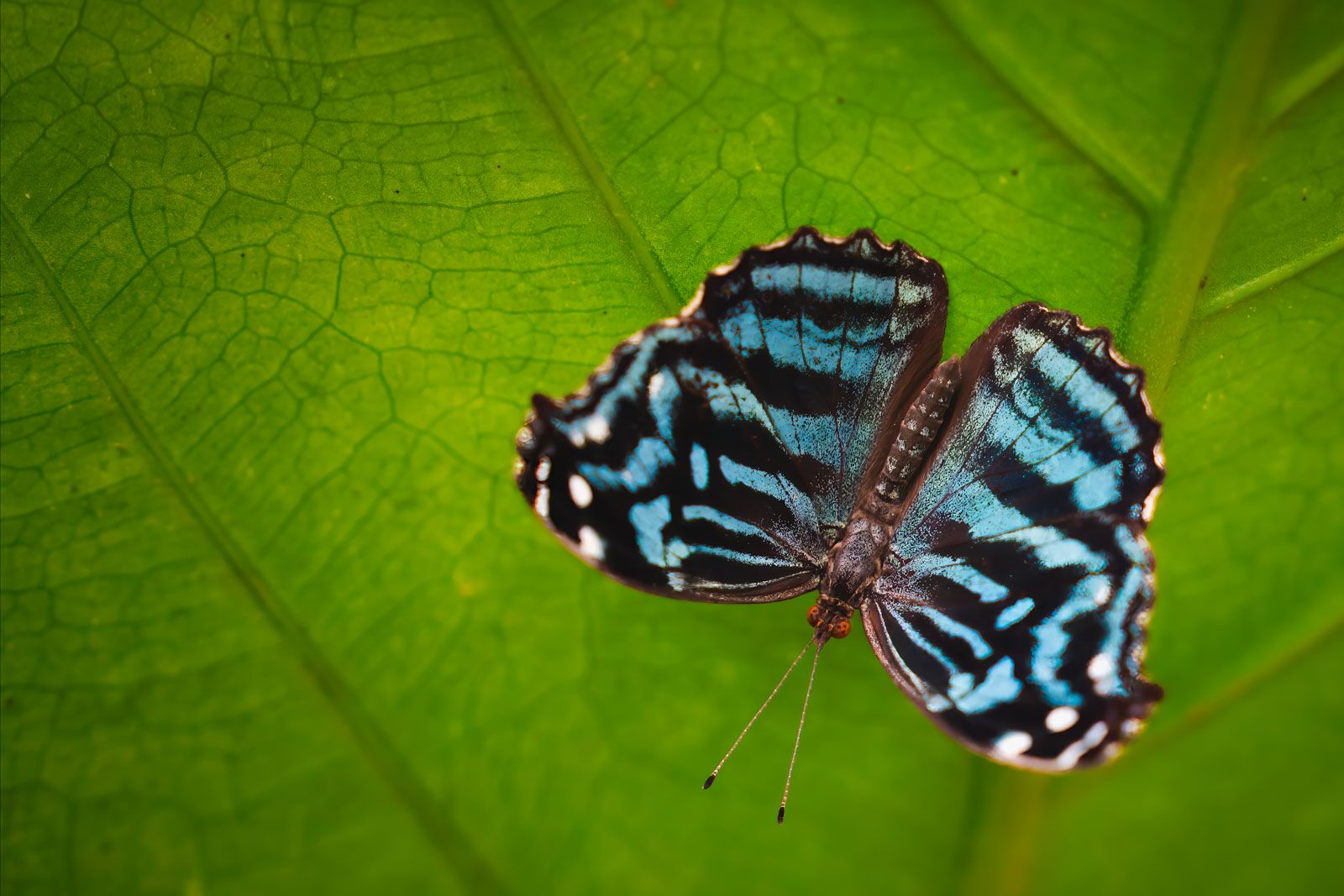 Best things to do in San Ignacio Belize Butterfly Conservation Center