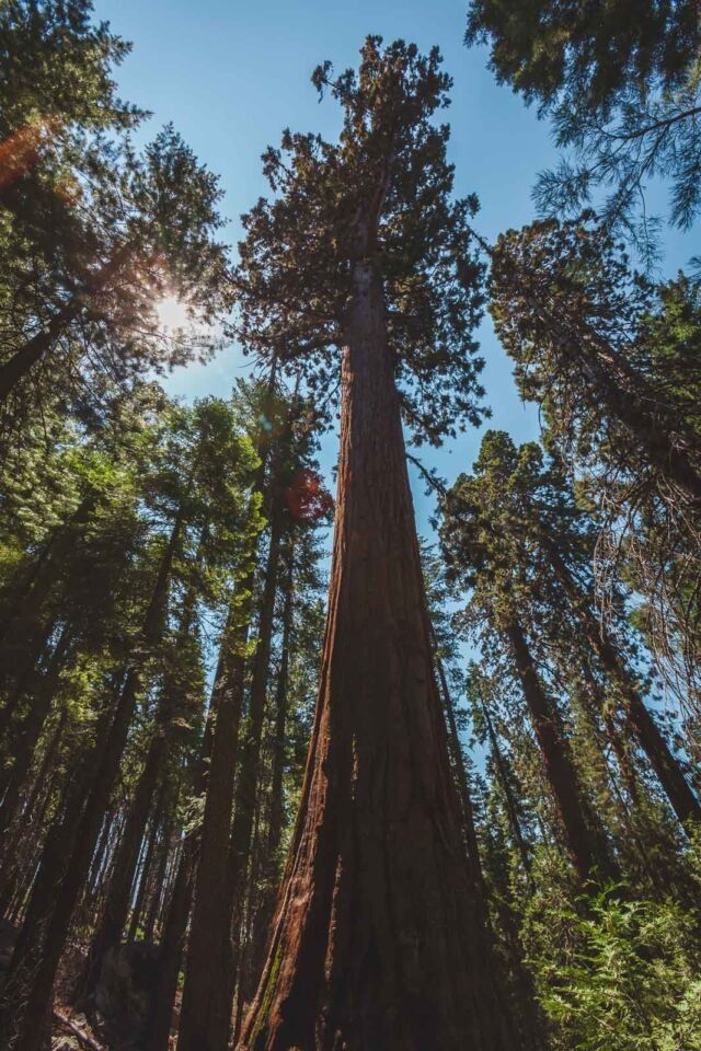 Best things to do in SOCAL Sequoia National Park 