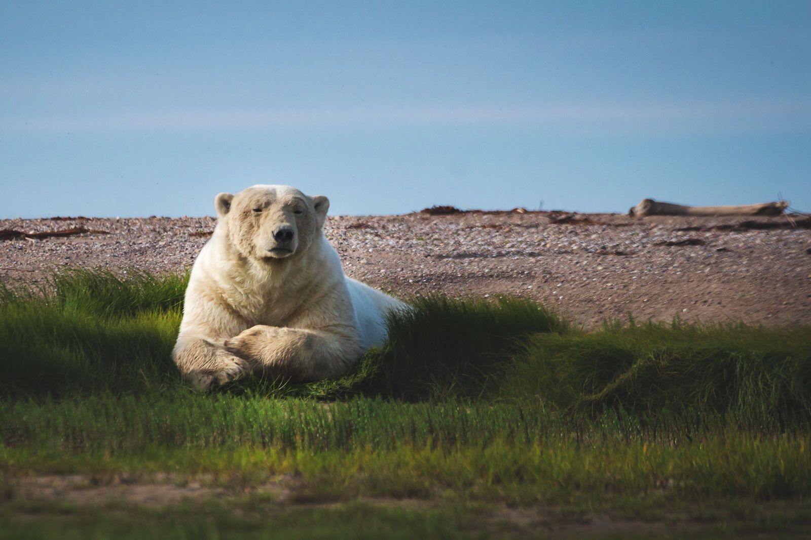 best time to see polar bears in churchill manitoba