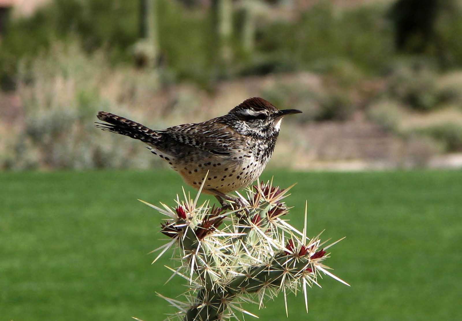 Arizonas State Bird Cactus Wren Facts