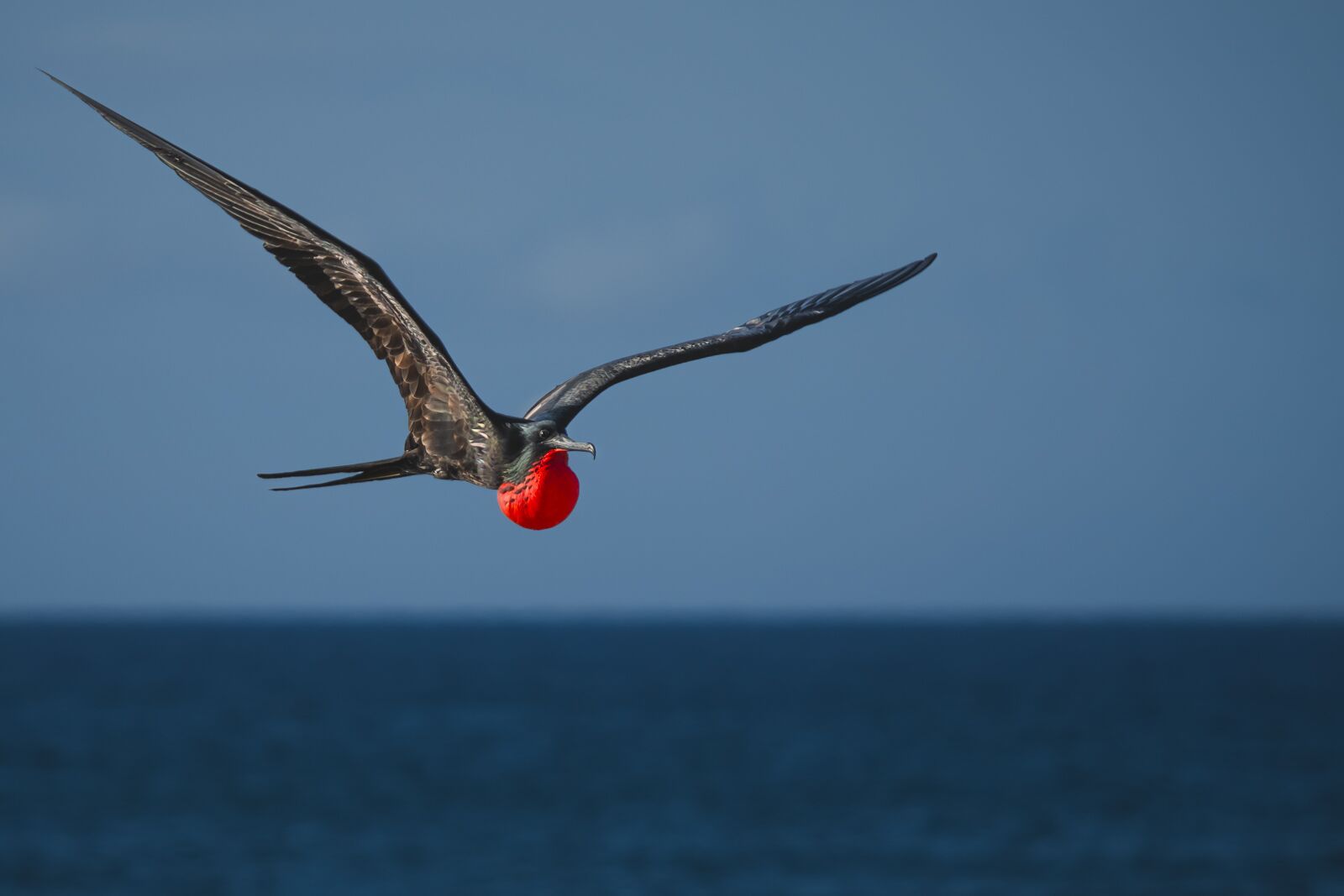Galapagos Cruises Frigate Bird Eden island