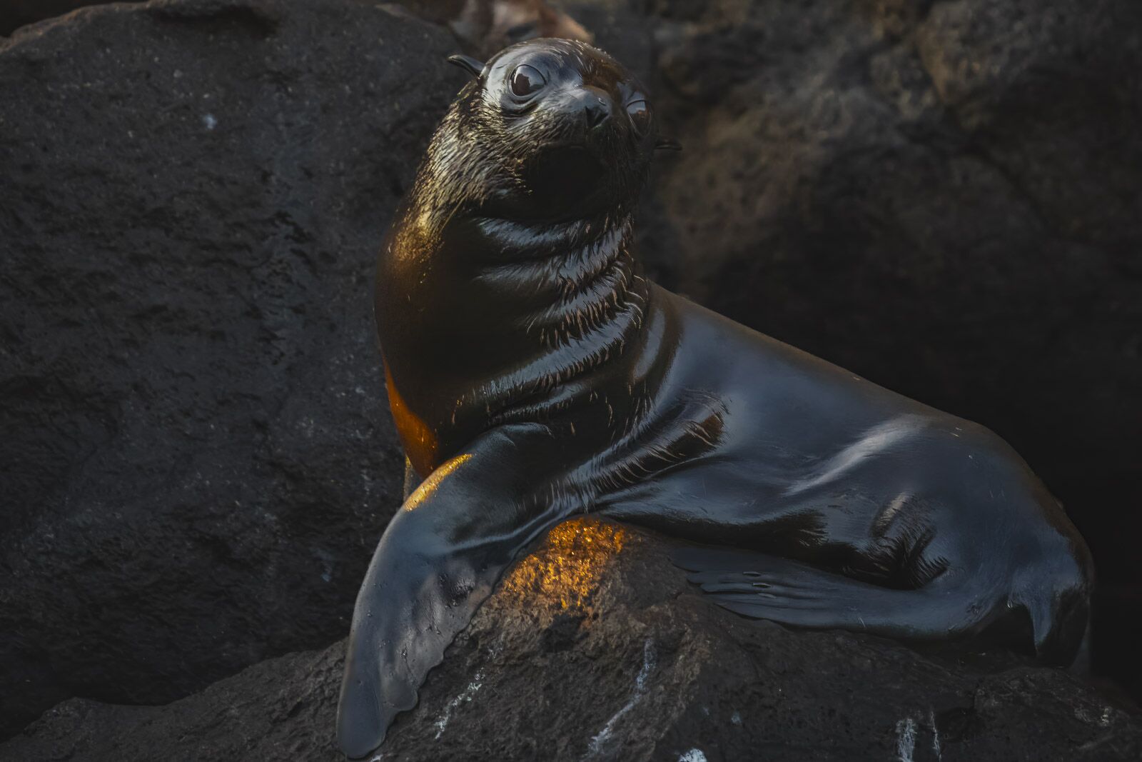 Galapagos Islands Big 15 Fur Seal