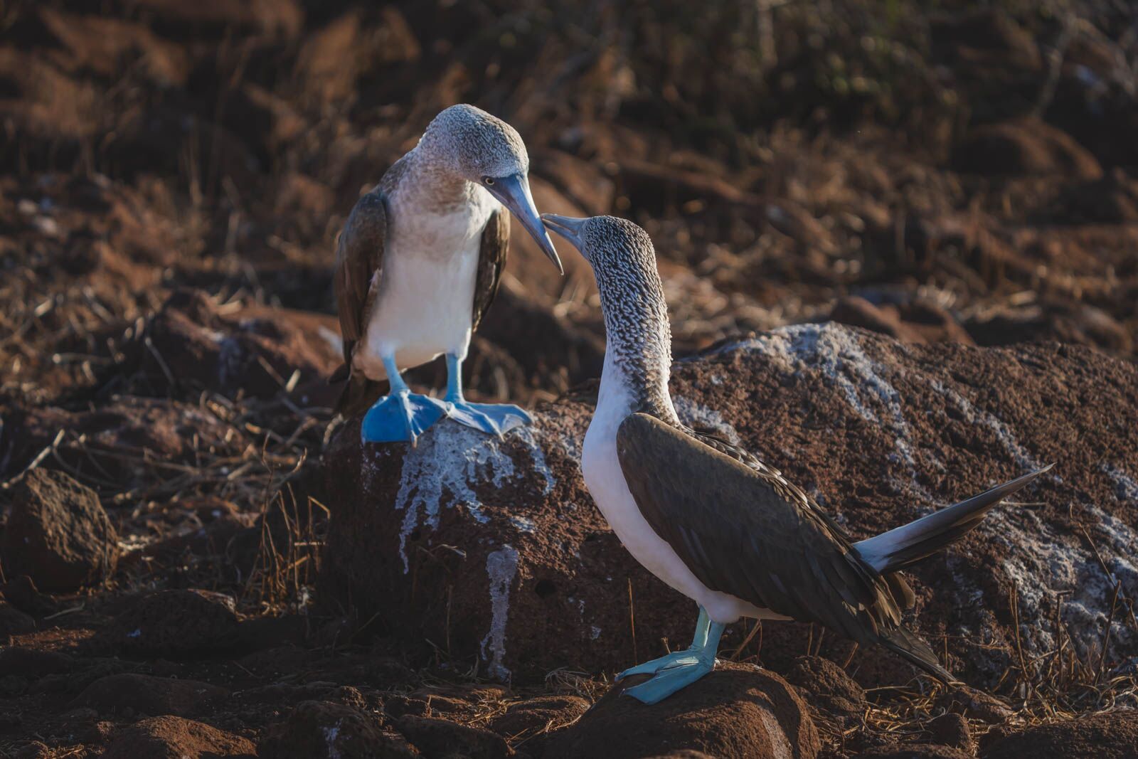 Cruzeiros em Galápagos acasalando peitos de pés azuis