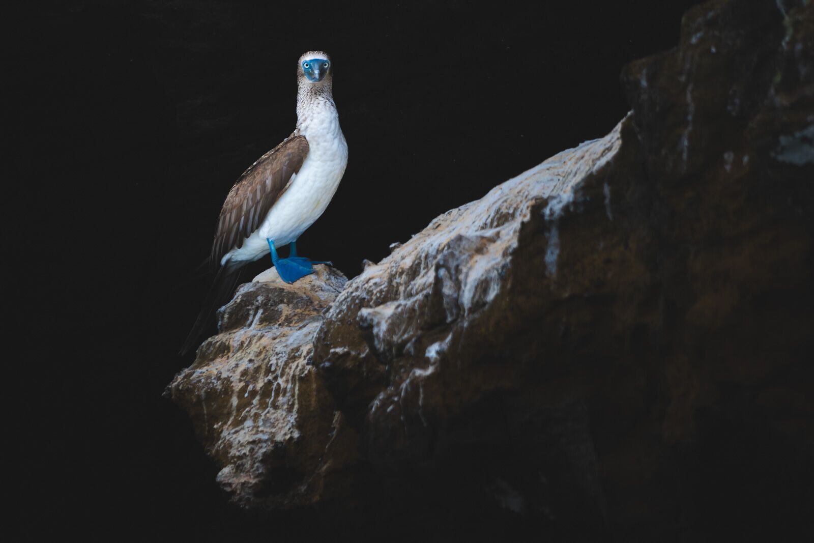 Boobie de pés azuis das Ilhas Galápagos