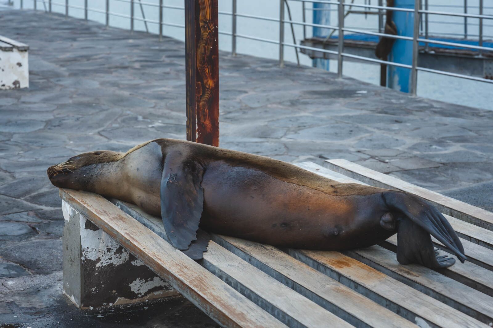 Cruzeiro nas Galápagos San Cristobal Downton Sea Lion