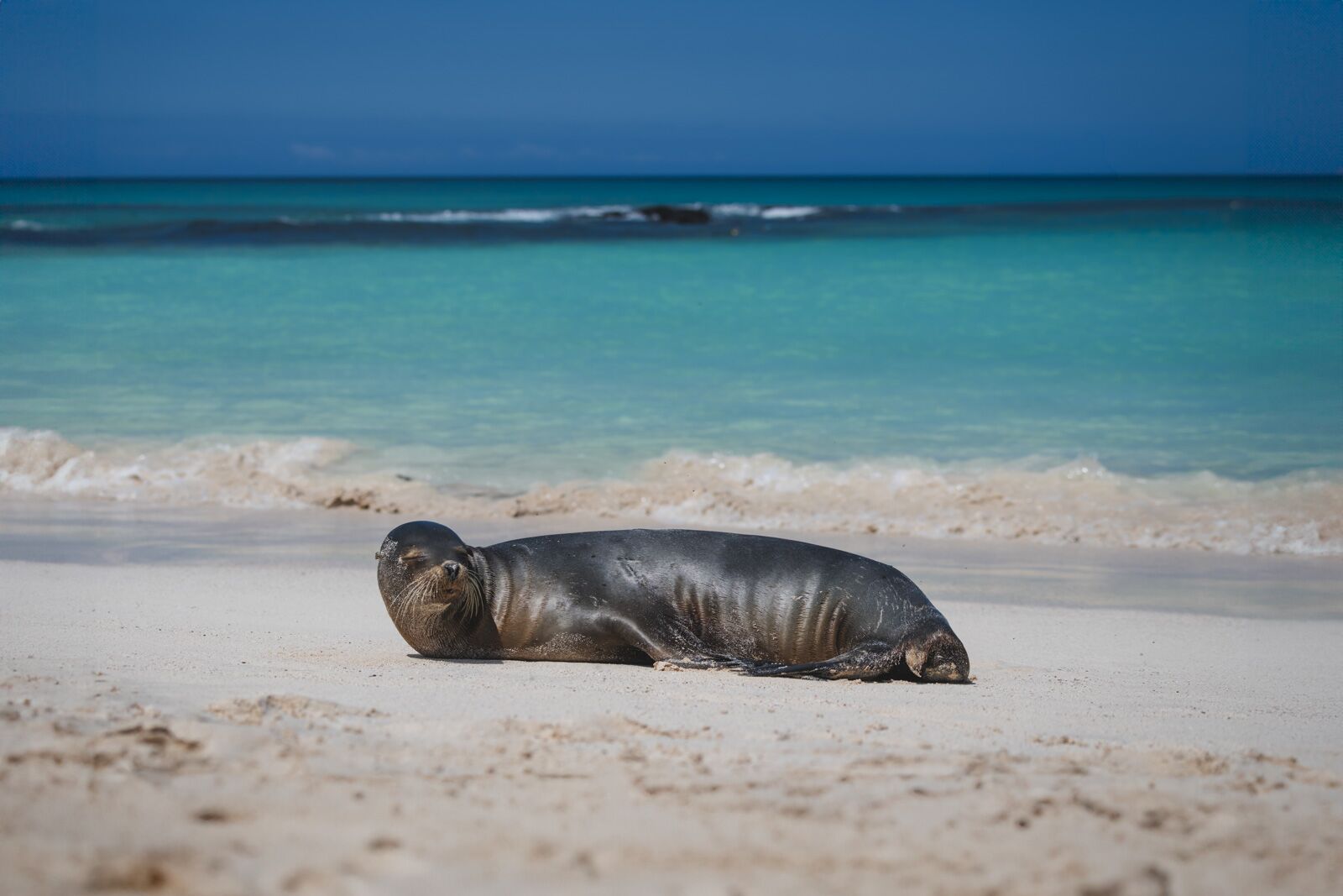 Galapagos Cruises San Cristobal Sea Lion on Beach