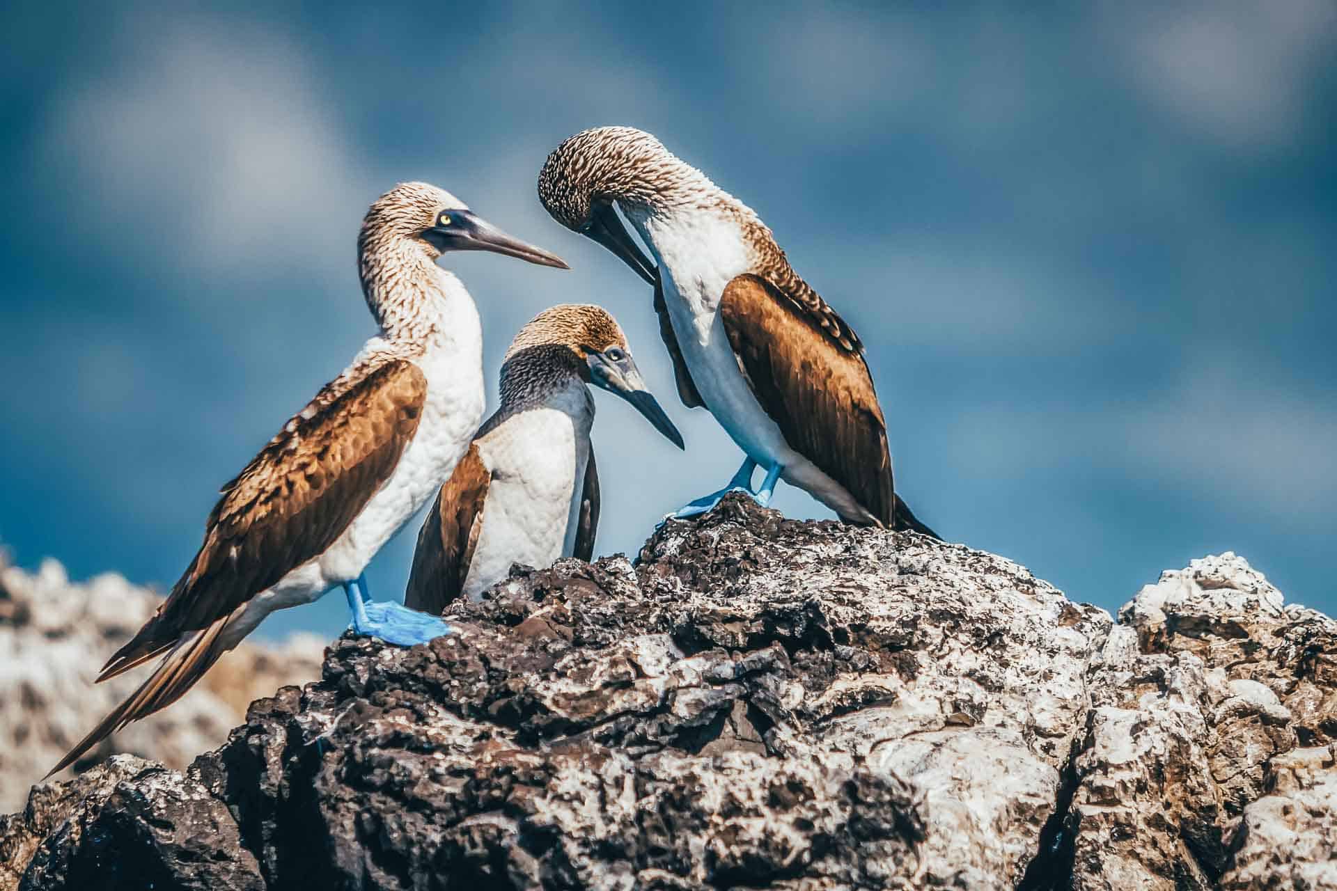 Galapagos Island Animals