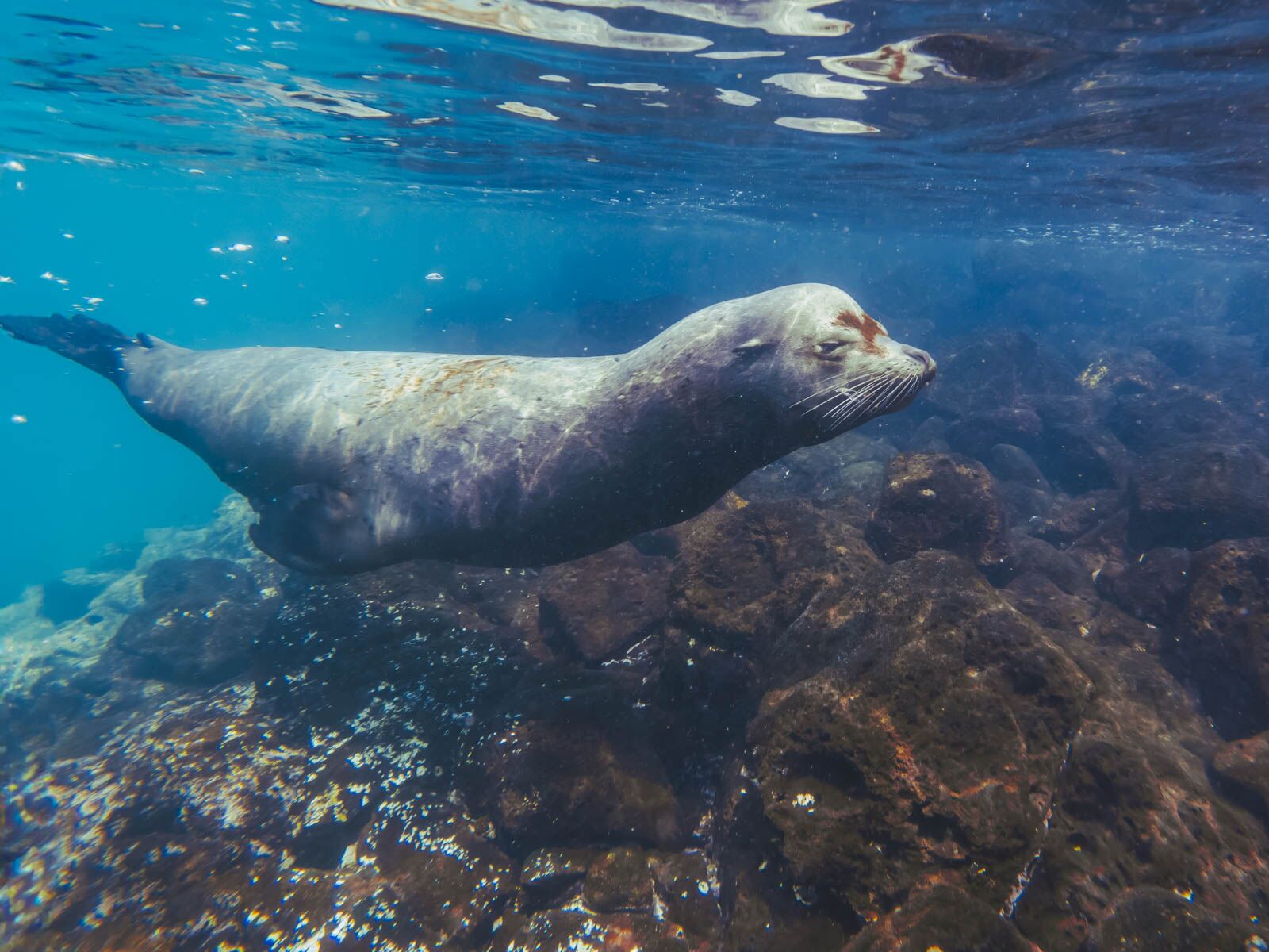 Galapagos Cruise Santa Fe Islands Deep Water Snorkeling