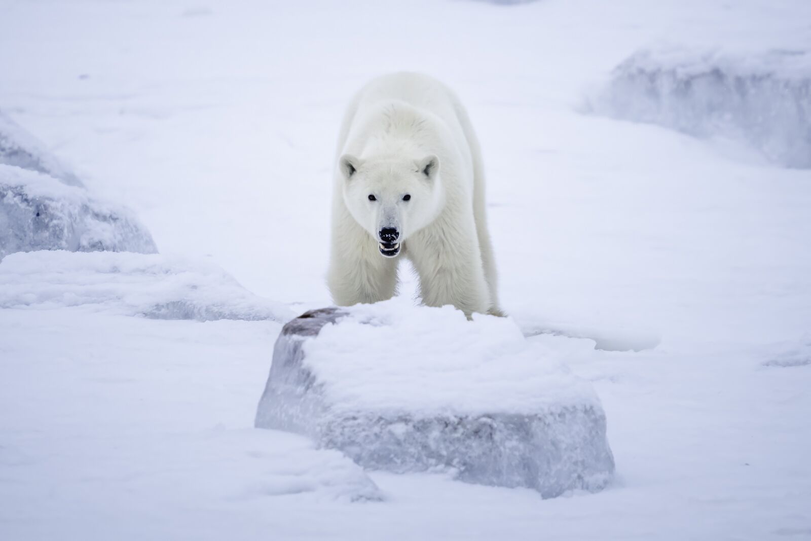 Polar Bear Tours Churchill Wild Encounter