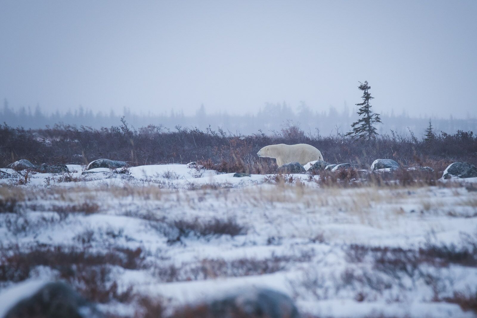 Seal River Lodge Polar Bear Watching