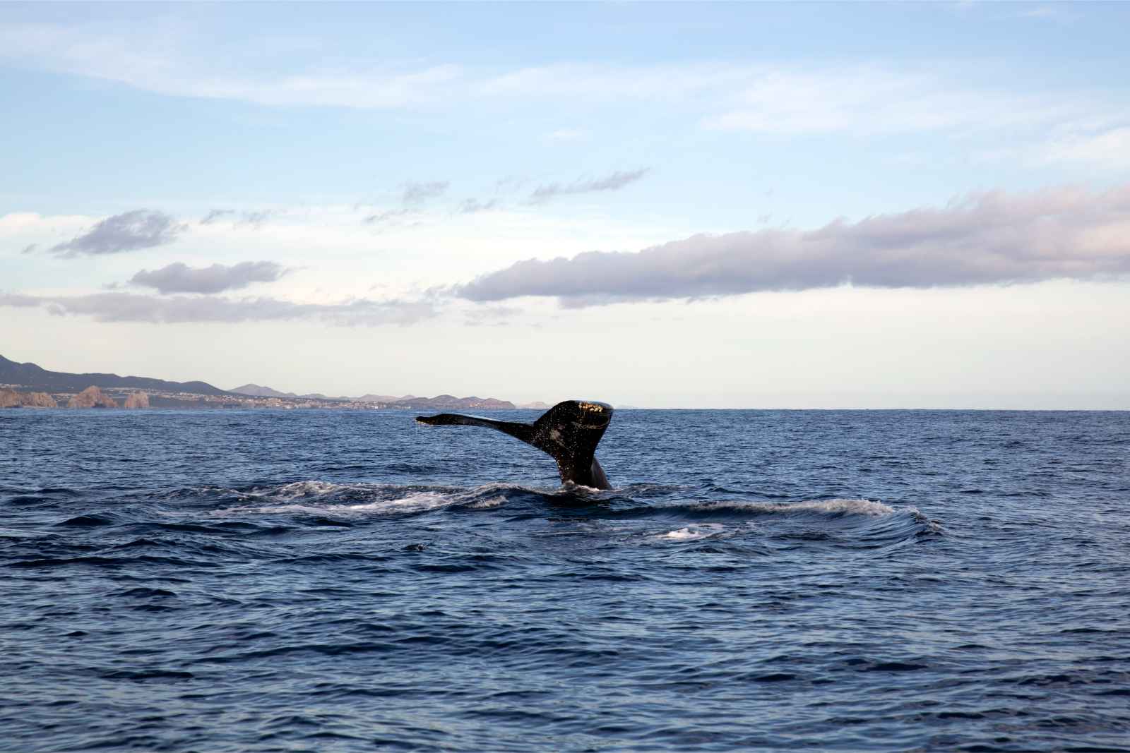 Things to do In San Jose Del Cabo Whale Watching