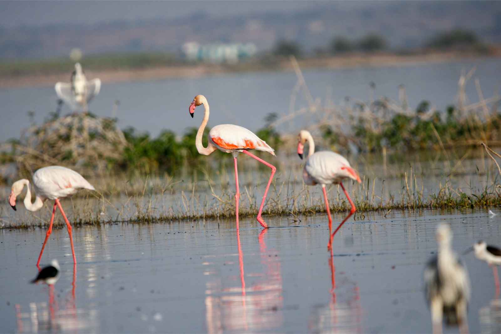 Things to do in Greece Flamingoes Nestos National Park