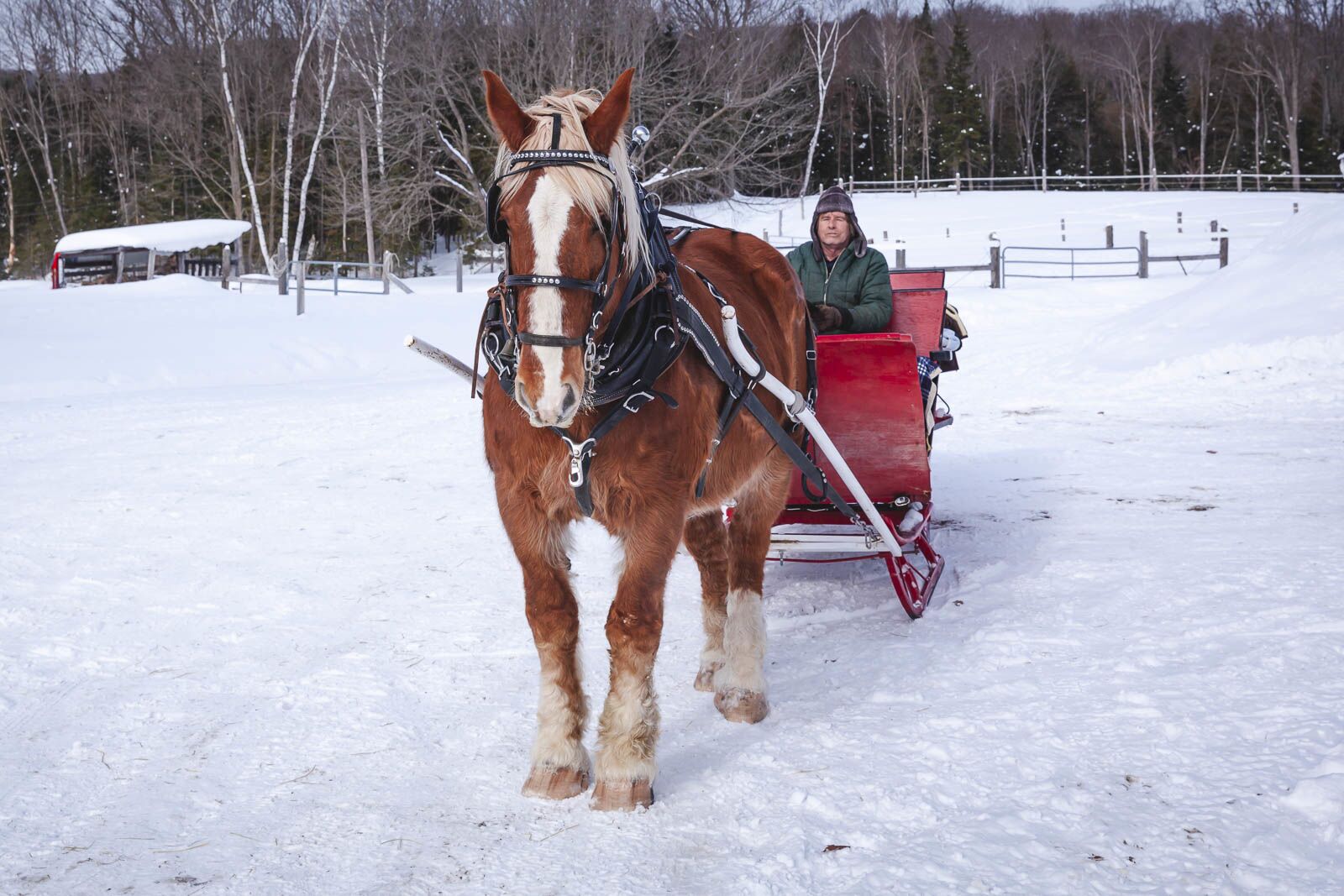 Romantic Sleigh Ride in Ontario Winter