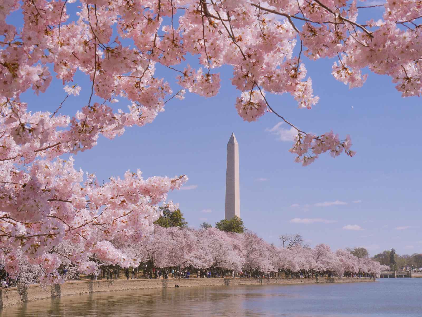 To Conclude Washington Monument Cherry Blossoms