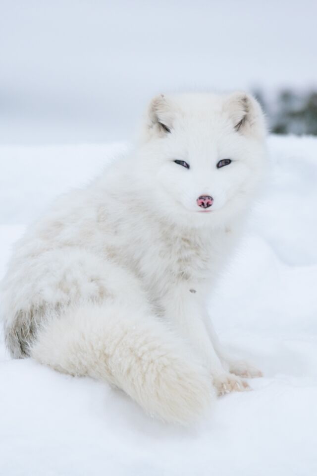 Arctic Fox in the Tundra