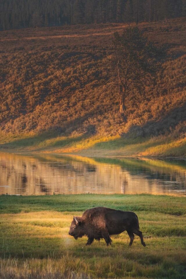 Bison in Yellowstone National Park 