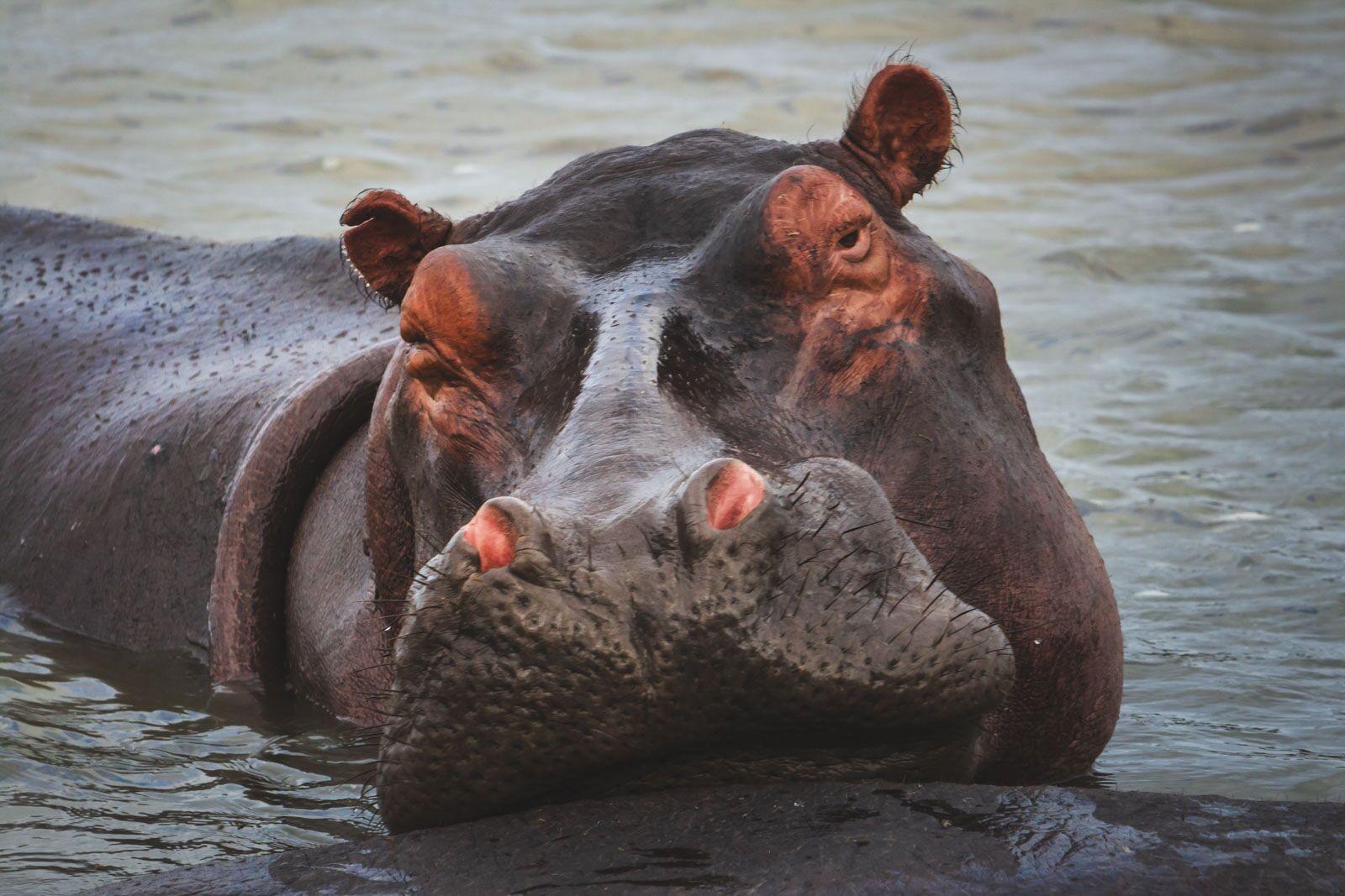 best things to do in South Africa Hippos iSimangaliso Wetlands