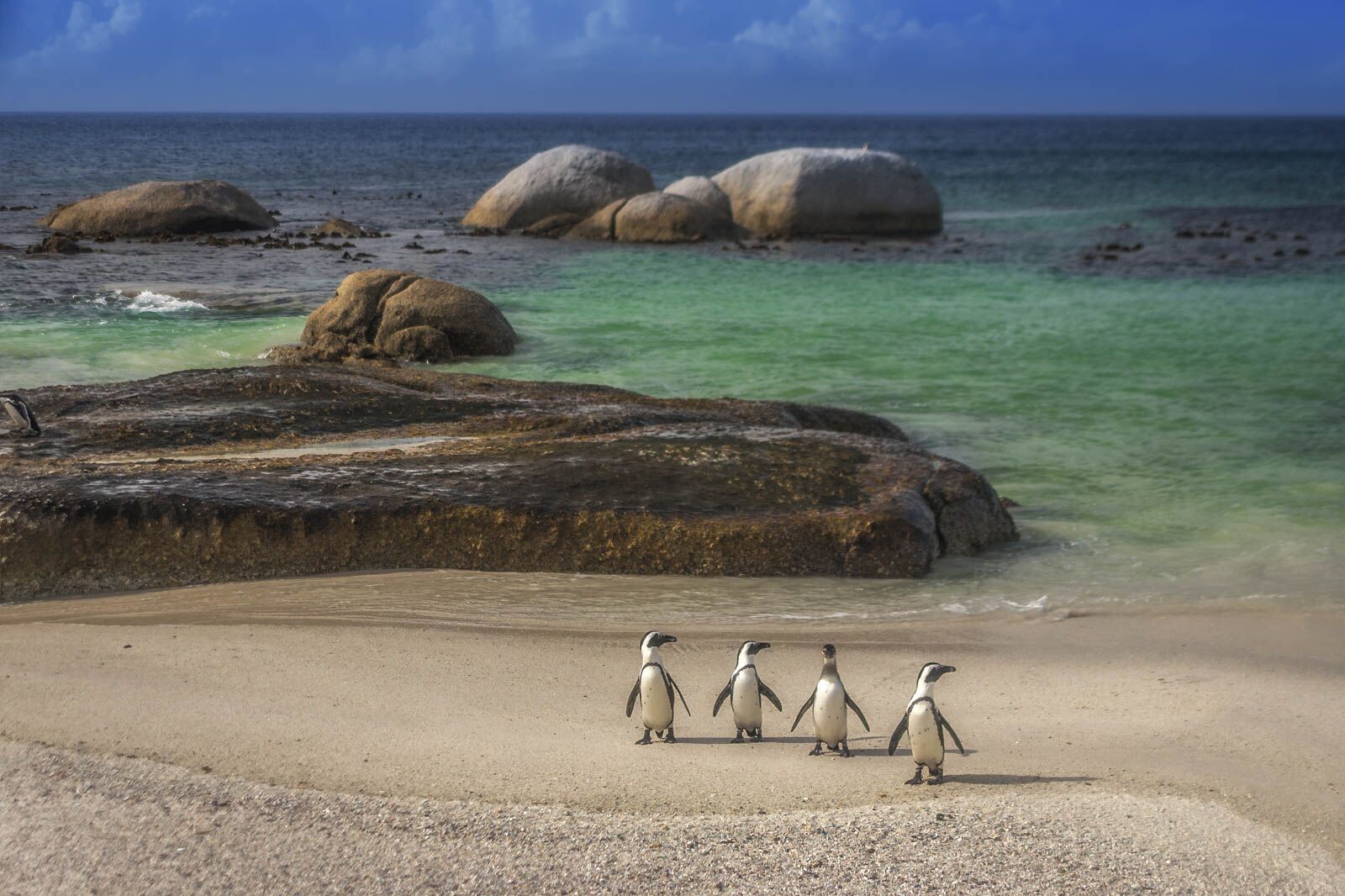 things to do in South Africa Simonstown Penguins