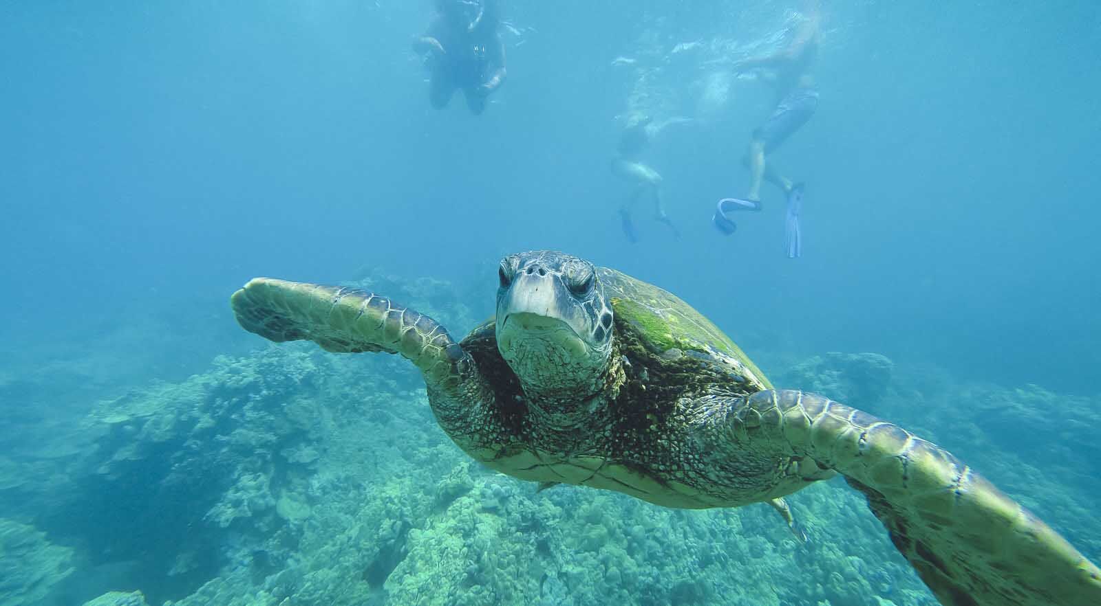 best travel charities ocean conservancy