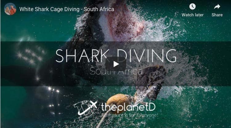 south africa shark diving