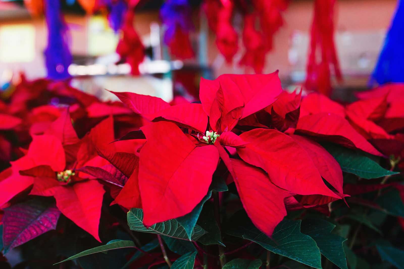 poinsettia flowers mexican christmas tradition