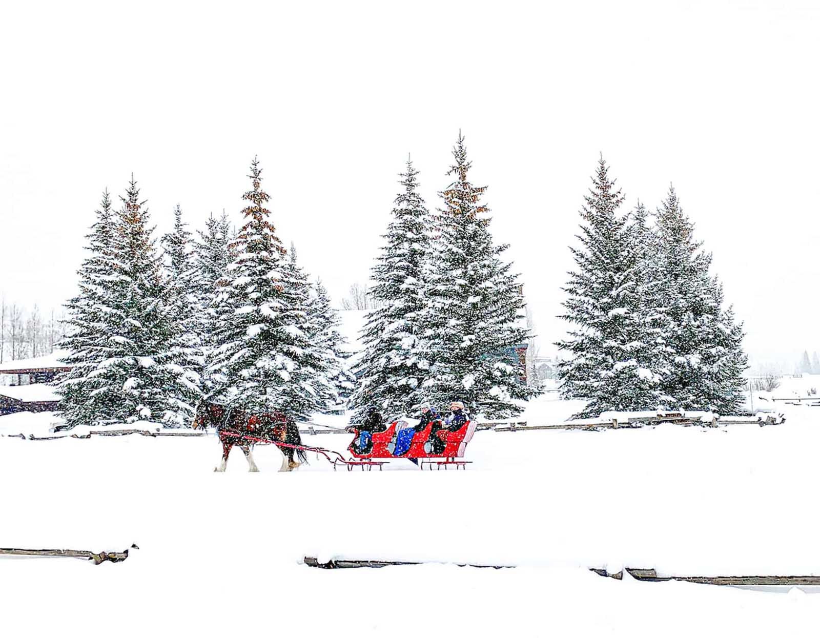 winter activities in colorado sleigh rides