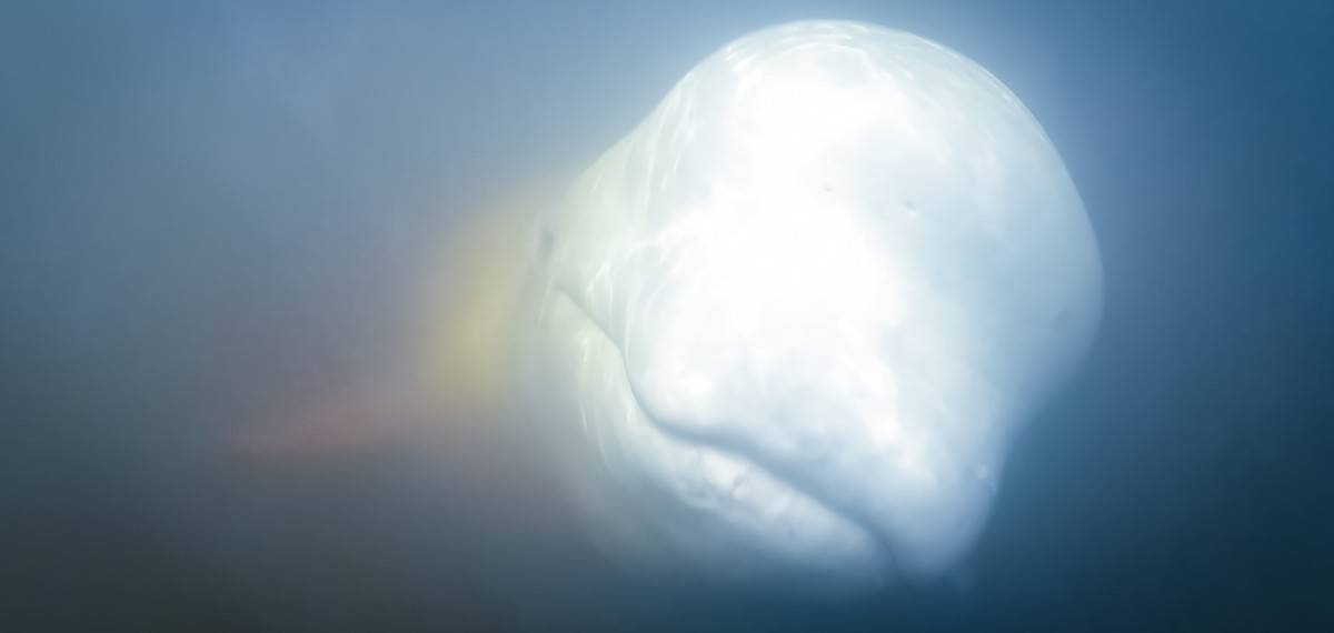 beluga whales kayaking in Churchill Manitoba
