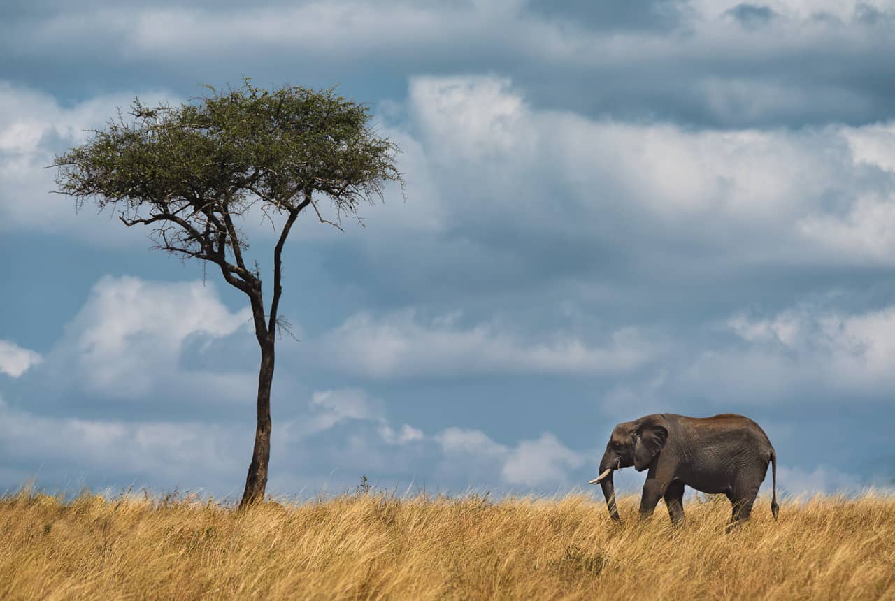  tanzania africa elephant tree
