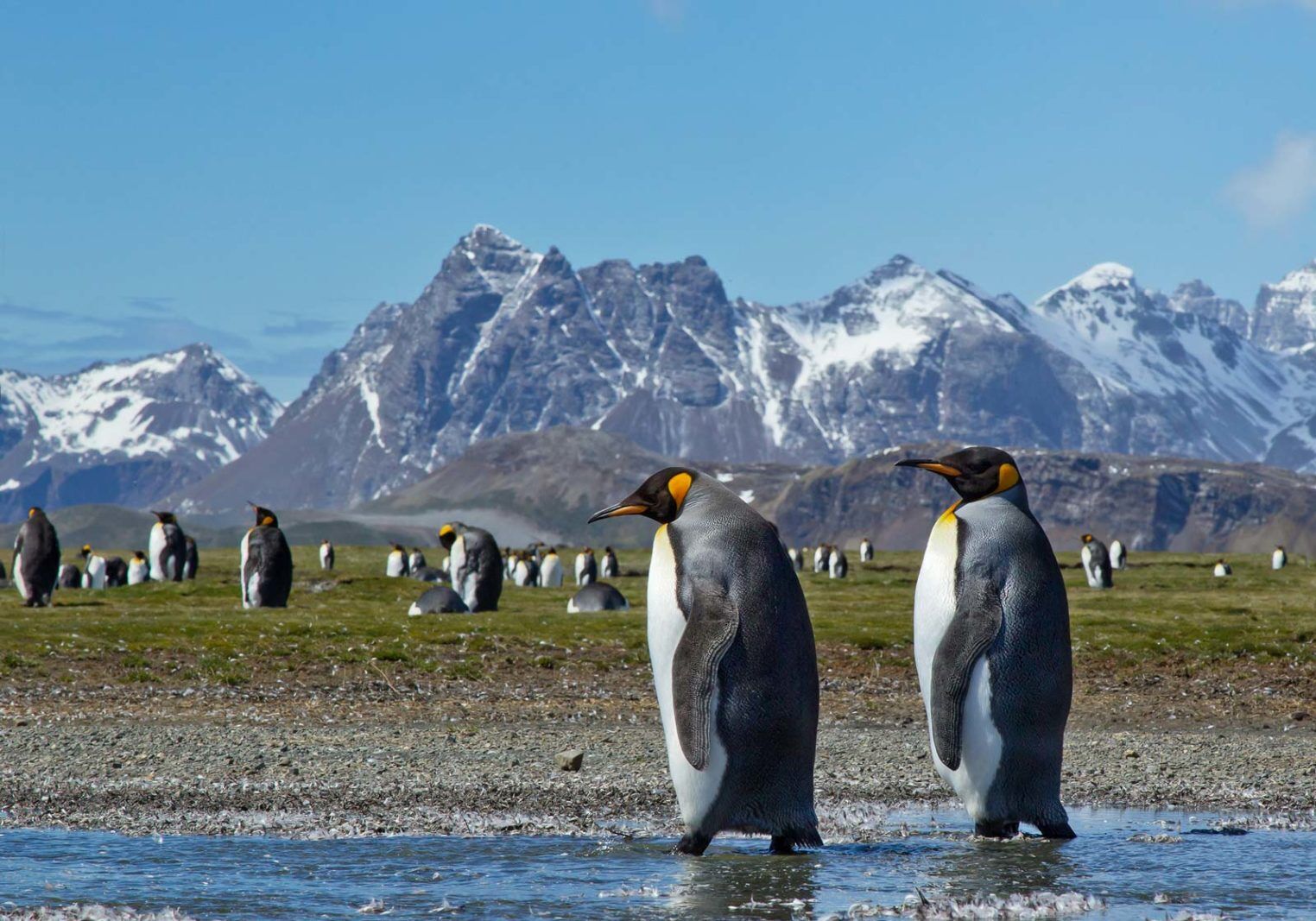 what to do in antarctica penguins