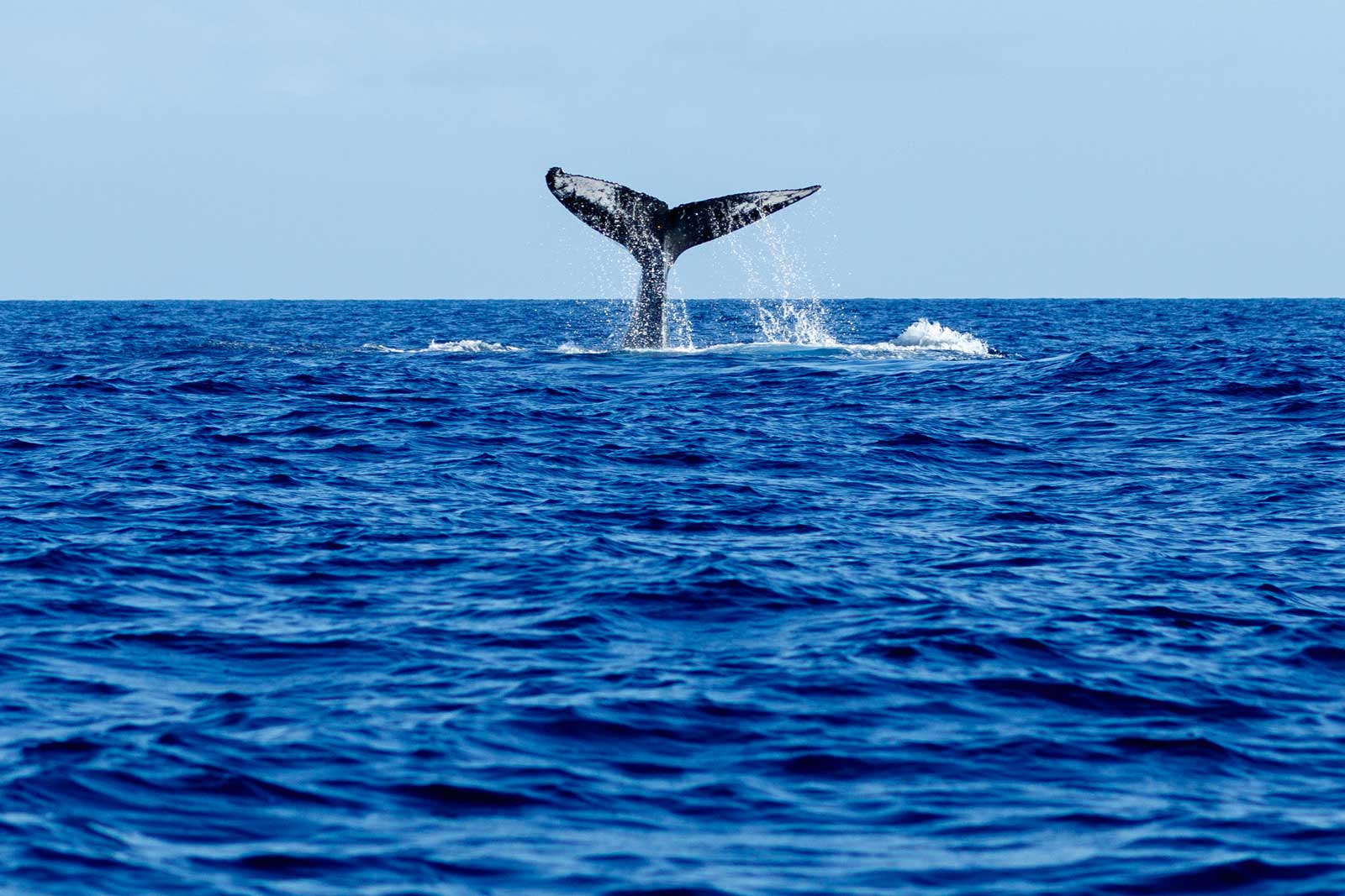 things to do in lanai whale watching