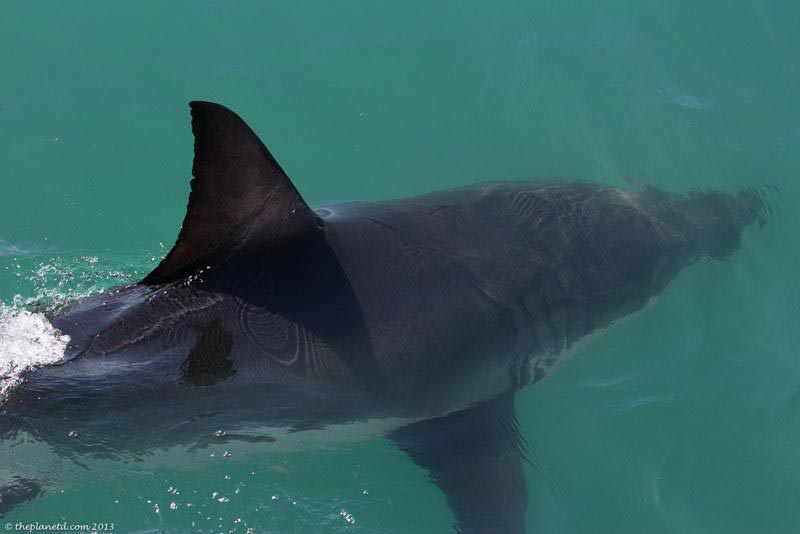 what to do in South Africa Great white sharks