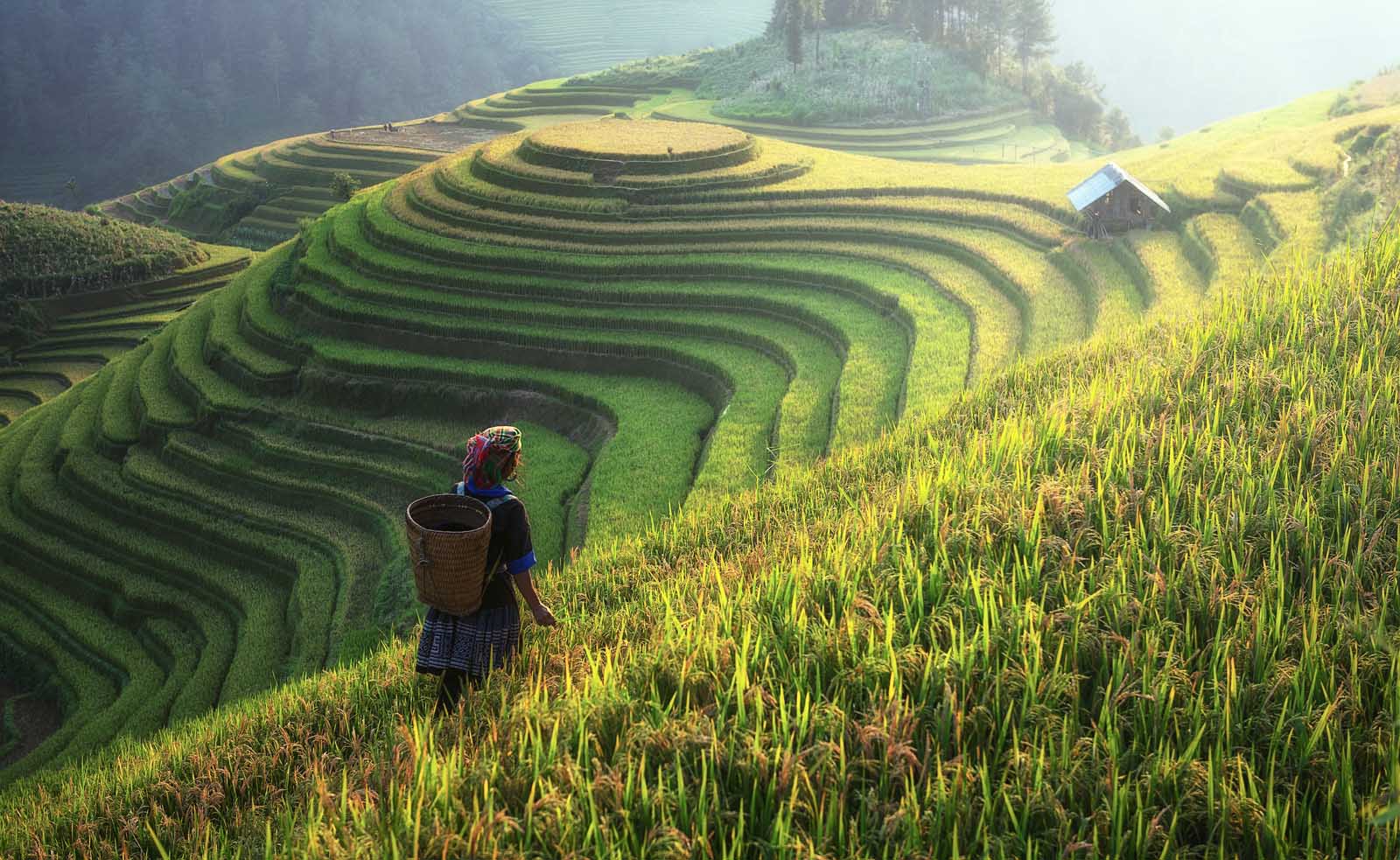 things to do in vietnam rice terraces of sapa